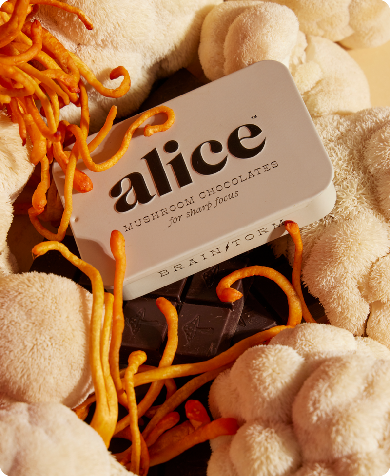 Brainstorm — Mushroom Chocolates for Focus